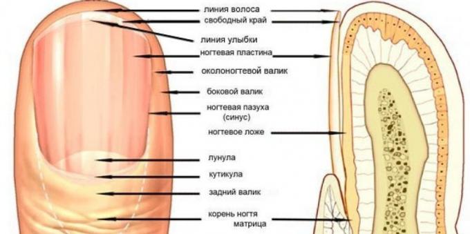 kynsien laite