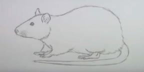 15 tapaa piirtää hiiri tai rotta