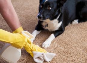 Miten puhdistaa matto: pääsääntönä, vaikeita tahroja ja puhdistusaineet
