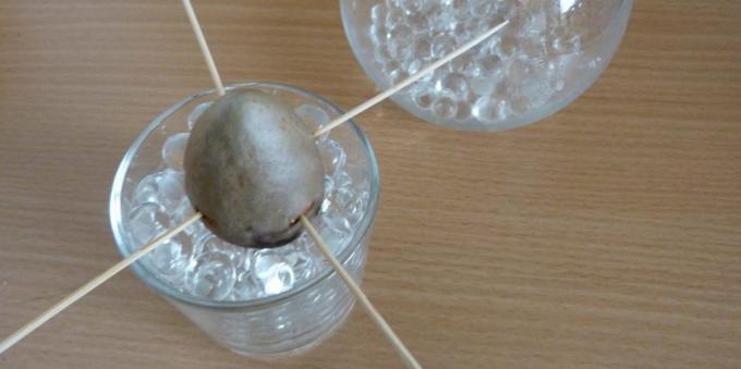 Miten kasvaa avokado kivestä: Kivi lasi hydrogeelituotteisiin