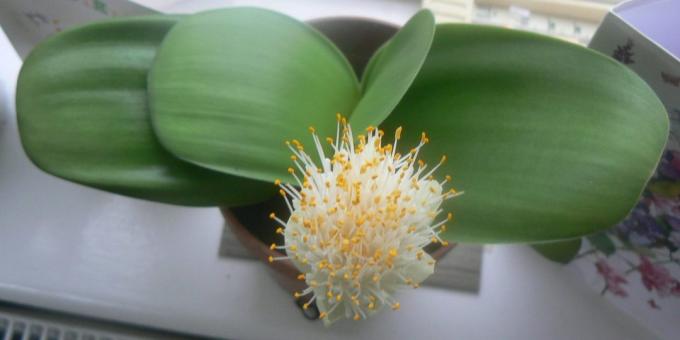 Huoneen sipuli kukkia: haemanthus