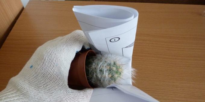 Miten istuttaa kukan, jos siirteen kaktus, ota se käyttäen rullattu paperia