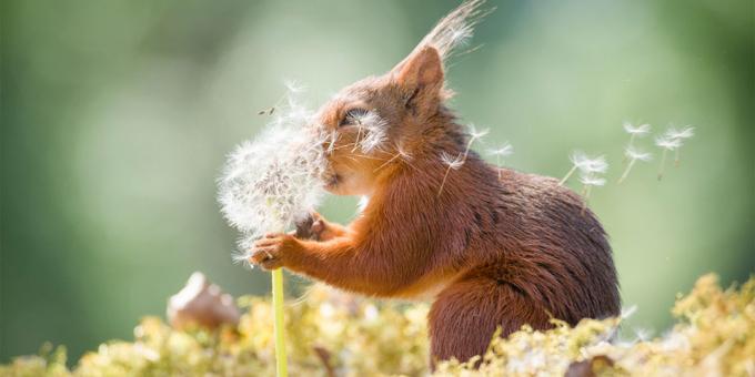 Kaikkein naurettava kuvia eläimistä - orava voikukka