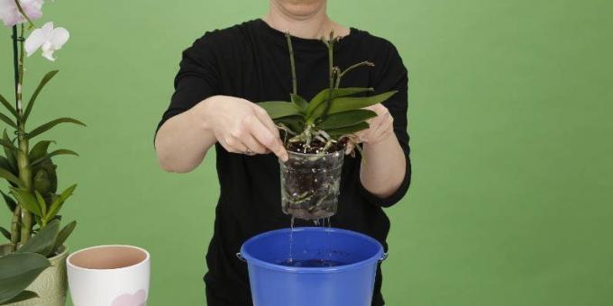 Miten vesi Orchid: vielä korottaa päästä eroon liikaa vettä