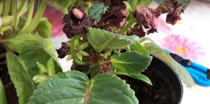 Gloxinia: Hoito kukinnan jälkeen