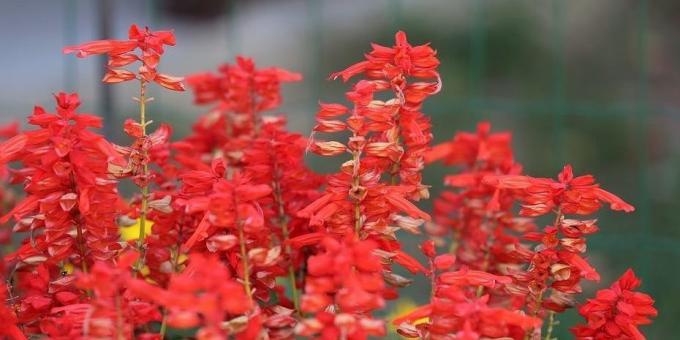 Vaatimaton kukkia kukkapenkkiin: Salvia kuohuviini