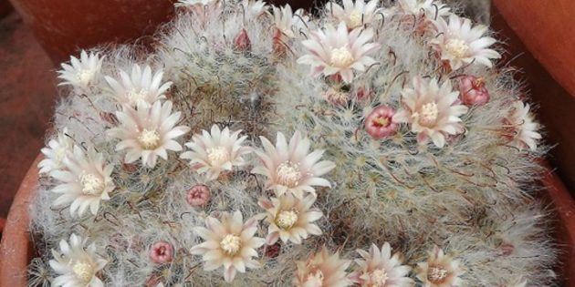 Mehikasveja: Mammillaria bokasskaya