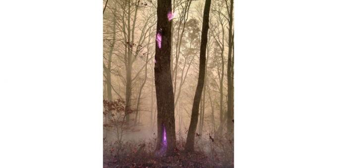 violetti liekki puu