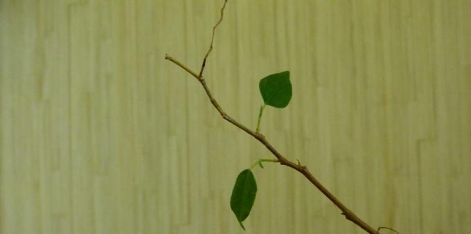 Ficus: kotihoito