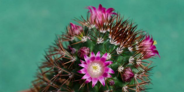 Mehikasveja: Mammillaria Bakeberg