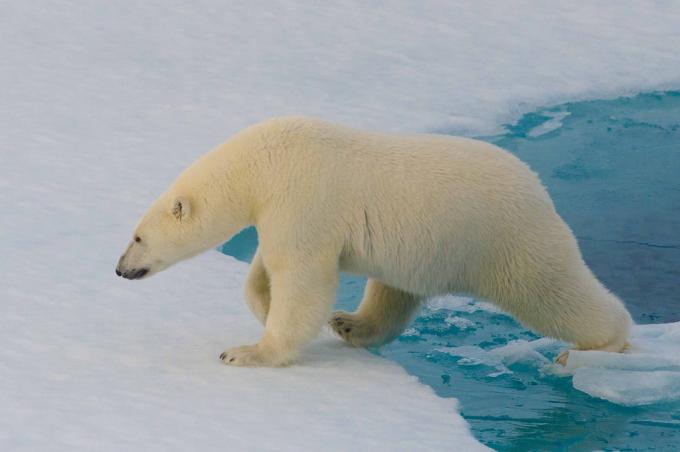 Mielenkiintoista tietää: jääkarhuja ei voida havaita kanssa lämpökameran