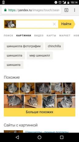 "Yandex": määrittäminen eläimen kuva
