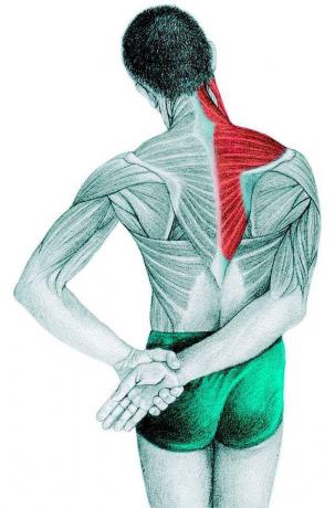 Anatomia venyttely: trapezius, supraspinatus, hartialihakseen