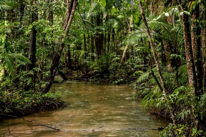 Mielenkiintoista tietää: 20% happea tuotettu Amazonin sademetsien