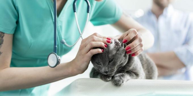 Venäjän sininen kissa: sairaudet