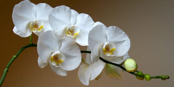 Miten hoitaa orkideat Phalaenopsis