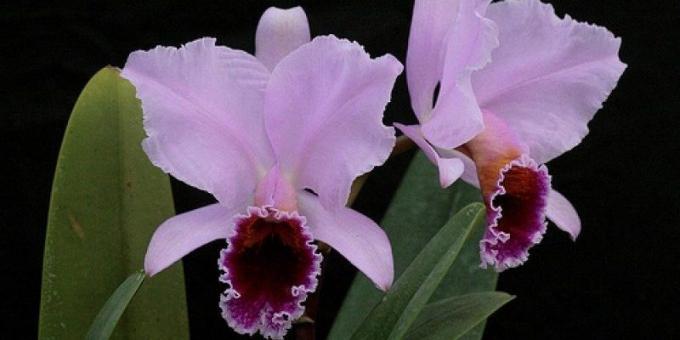 Miten hoitaa orkideat