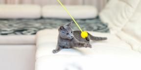 Venäläinen sininen kissa: kuvaus, luonne ja hoidon säännöt