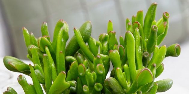 crassula hobitti