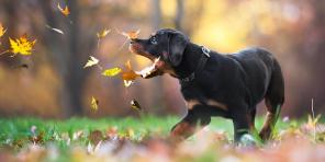 7 vinkkejä, joiden avulla tehdä täydellinen koiran kuva