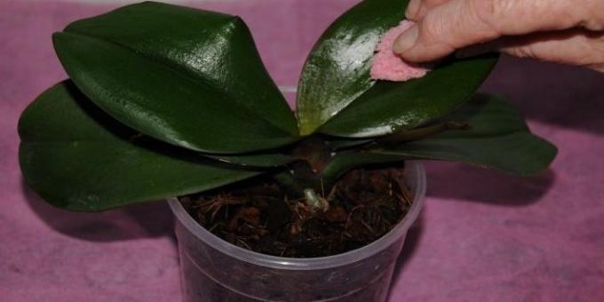 Miten kastella orkidea: pyyhi lähtee kostealla sienellä