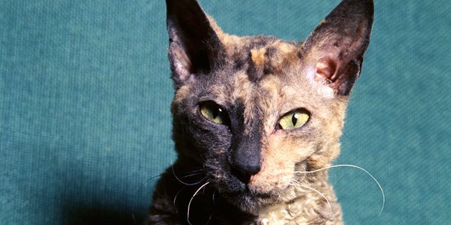 Cornish Rex