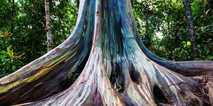 Hämmästyttävän kaunis paikka: Rainbow eukalyptuspuita Maui, Hawaii