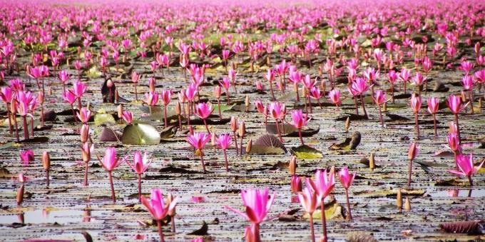 Aasian alueella tietoisesti houkuttelee matkailijoita: Järvi Nong Han Kumphavapi, Thaimaa
