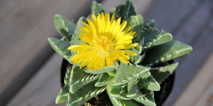 Mehikasveja: faucaria tiikeri