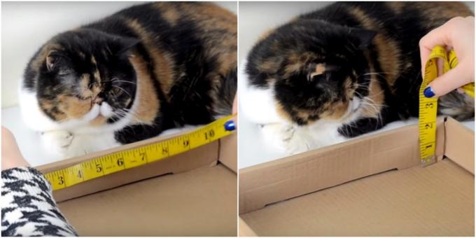 DIY kissan raapimispylväs: tee mittauksia